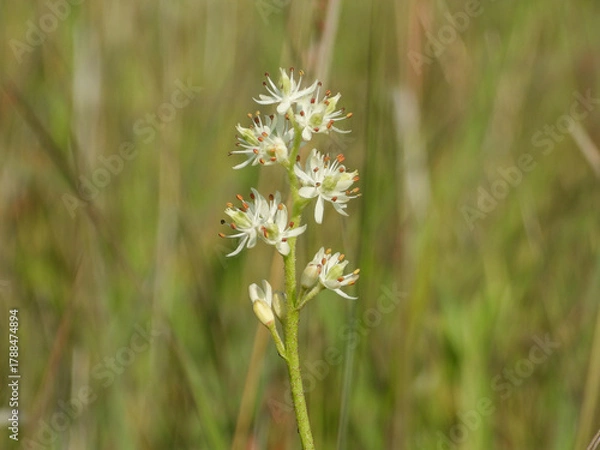 Obraz Triantha glutinosa (False Asphodel or Sticky Tofieldia) Blooming in a Wet Prairie Habitat
