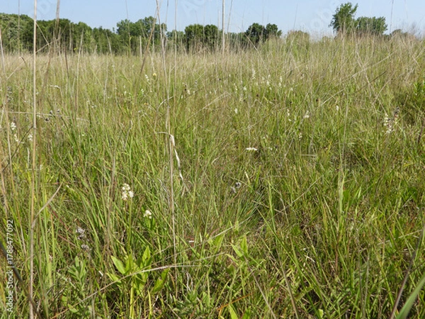Obraz Triantha glutinosa (False Asphodel or Sticky Tofieldia) Blooming in a Wet Prairie Habitat