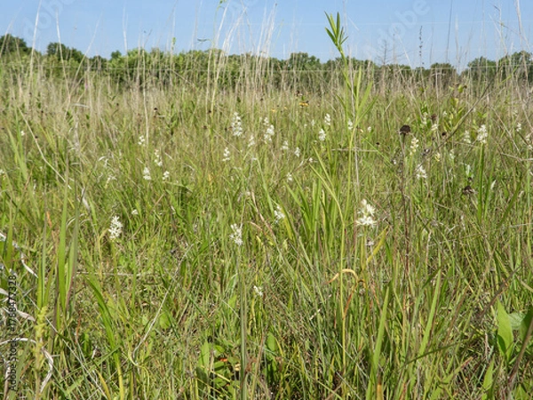 Obraz Triantha glutinosa (False Asphodel or Sticky Tofieldia) Blooming in a Wet Prairie Habitat