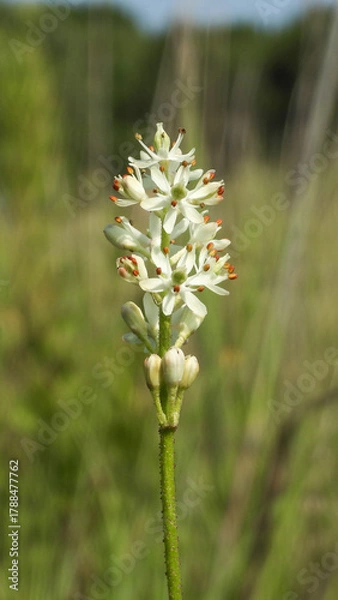 Obraz Triantha glutinosa (False Asphodel or Sticky Tofieldia) Blooming in a Wet Prairie Habitat
