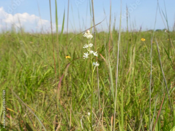 Obraz Triantha glutinosa (False Asphodel or Sticky Tofieldia) Blooming in a Wet Prairie Habitat