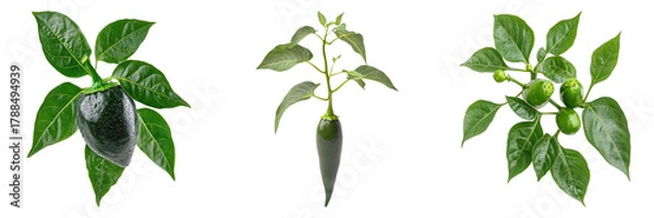 Fototapeta A detailed image showcasing three different stages of chili pepper plants with lush green foliage