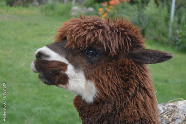 Obraz Alpaca