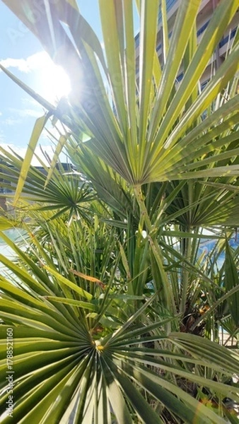 Obraz Under the palm, chasing sunlight.