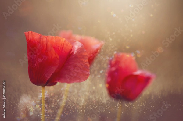 Fototapeta poppies