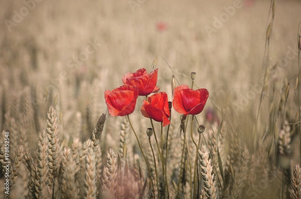 Fototapeta poppies and whea