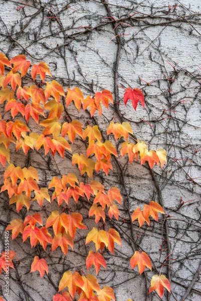 Fototapeta A white house wall overgrown with wild vine, autumn-colored leaves and dark, branching limbs, tendrils climbing up the bare wall, orange and red leaves glowing in a beautiful pattern. sign of dying