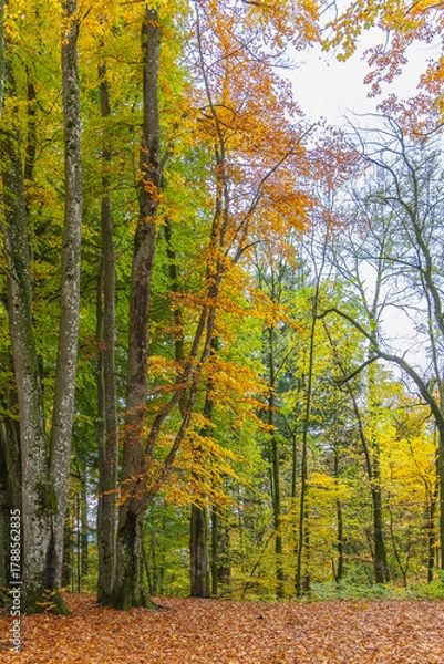 Fototapeta forest path covered with a bed of leaves, autumnal hike on footpath between trees under beautiful colored canopy.  hiking fairytale land. recreational walk to beautiful magical places