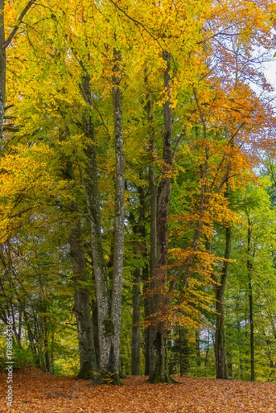 Fototapeta forest path covered with a bed of leaves, autumnal hike on footpath between trees under beautiful colored canopy.  hiking fairytale land. recreational walk to beautiful magical places
