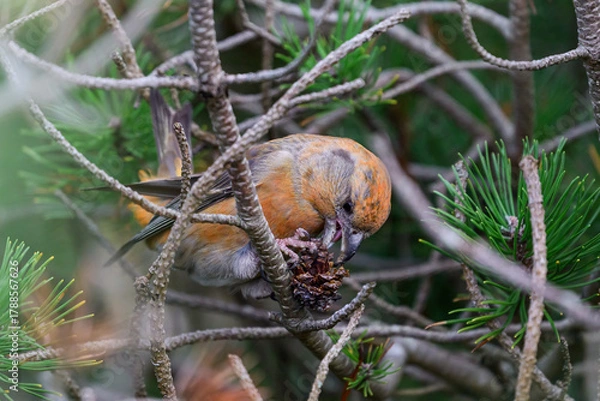 Obraz Parrot crossbill (Loxia pytyopsittacus)