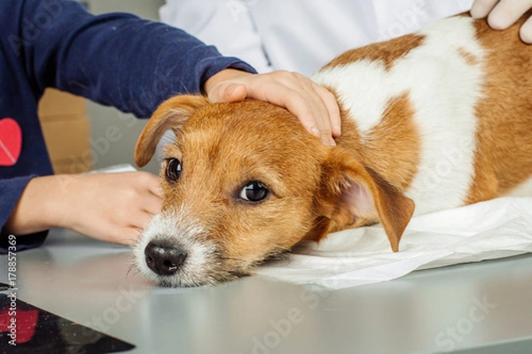 Fototapeta Veterinarian checking up sick dog with stethoscope
