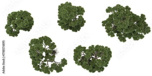 Fototapeta 3d illustration of Podocarpus Plants on transparent background from top view