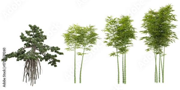 Fototapeta Collection of Phyllostachys,Podocarpus plants on transparent background