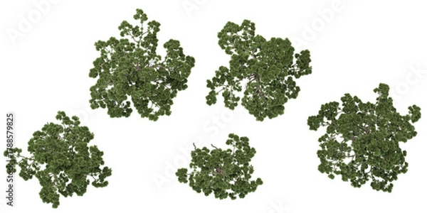 Fototapeta Collection of Podocarpus plants on transparent background from the top view