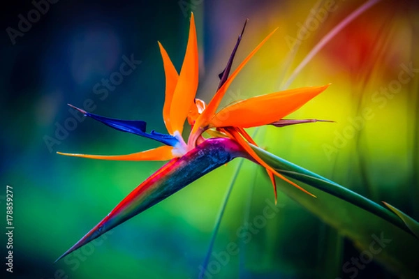 Fototapeta Tropical heliconia parrot flower with blurry background in all colors of the rainbow