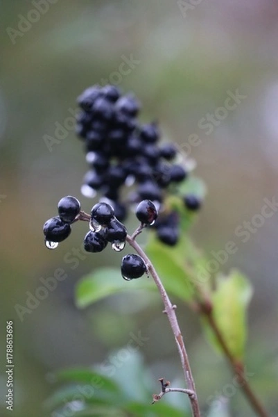 Fototapeta wild Privetfruits with Raindrops