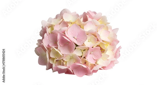Fototapeta Pink hydrangea flower, a beautiful bloom for floral arrangements
