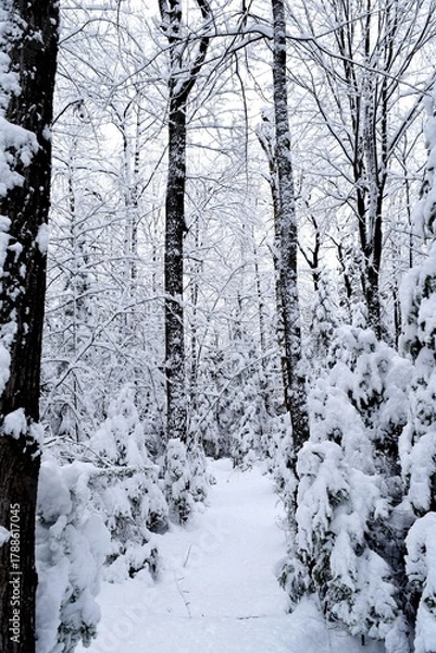 Obraz Beautiful winter landscape in a forest after a snowstorm in Quebec, Canada