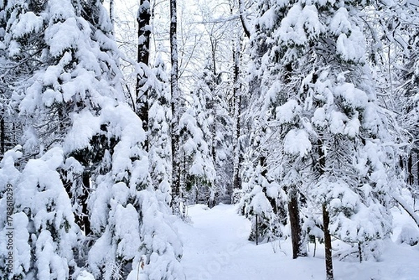 Obraz Beautiful winter landscape in a forest after a snowstorm in Quebec, Canada
