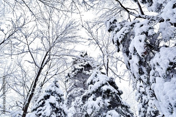 Obraz Beautiful winter landscape in a forest after a snowstorm in Quebec, Canada