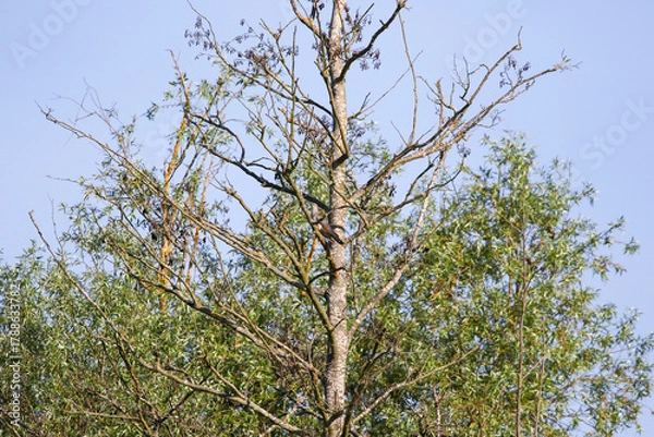 Obraz Common cuckoo perched on branch in leafy deciduous tree during clear day