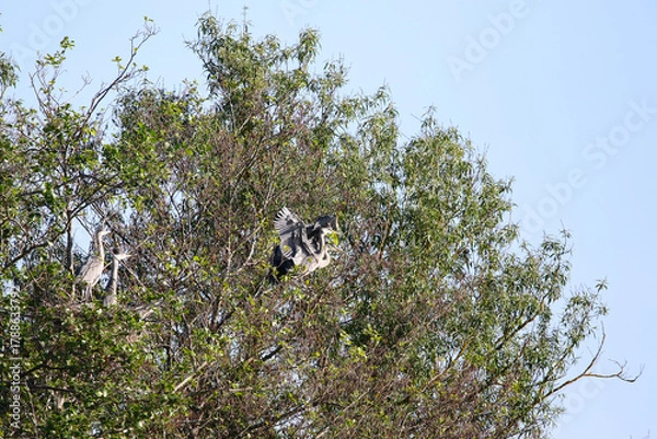 Fototapeta Grey Heron birds nesting in trees near lake by Regensburg in springtime