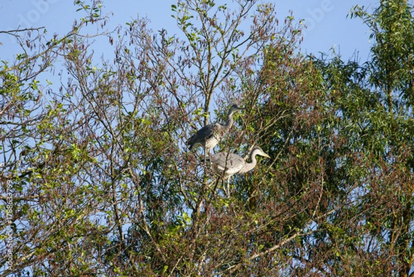 Fototapeta Grey Heron birds nesting in trees near lake by Regensburg in springtime