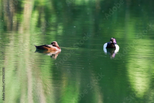 Obraz Tufted Pochard Floating on Green Lake Near Regensburg in Springtime