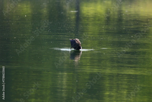 Fototapeta Tufted Pochard Floating on Green Lake Near Regensburg in Springtime