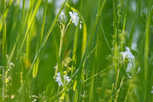 Obraz Close up of field chickweed white blossoms amidst vibrant green grass in meadow