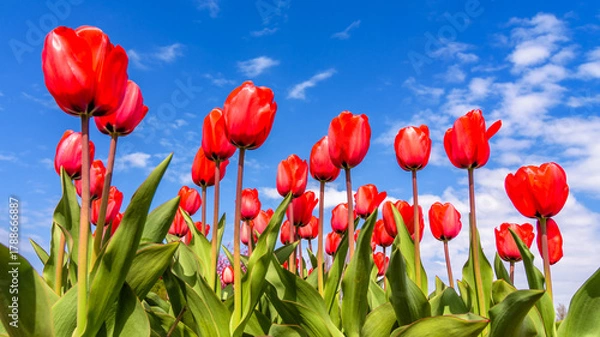 Obraz red tulips against blue sky