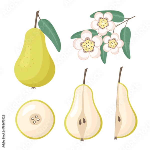 Fototapeta pear, blossom flowers. Vector Illustration for printing, backgrounds, covers and packaging. Image can be used for greeting cards, posters, stickers and textile. Isolated on white background.