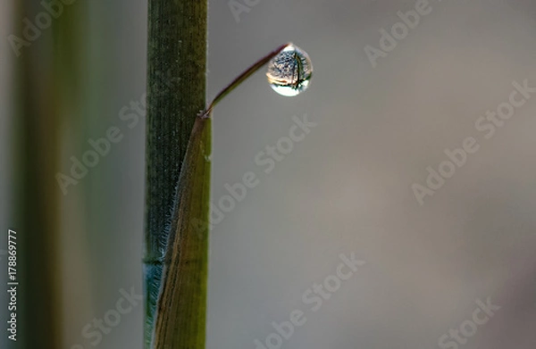 Obraz Dew Drop on Bamboo Leaf