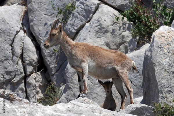 Fototapeta Iberian ibex, Capra pyrenaica, goat with lamb, Spain.