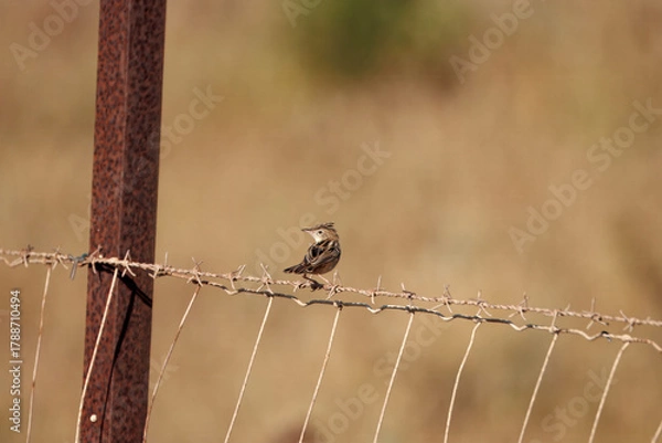 Fototapeta Zitting cisticola, Cisticola juncidis, at a fence