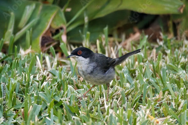 Fototapeta Sardinian warbler, Curruca melanocephala, on a meadow