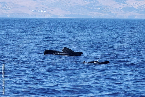 Fototapeta Group of long finned pilot whales, Globicephala melas, Strait of Gibraltar