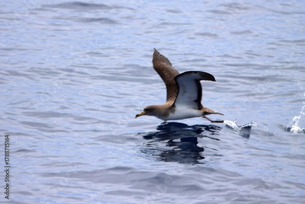 Fototapeta Cory's shearwater, Calonectris borealis, starting to fly