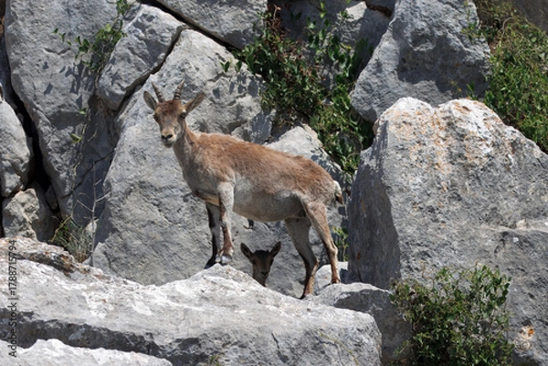 Fototapeta Iberian ibex, Capra pyrenaica, goat with lamb, Spain.