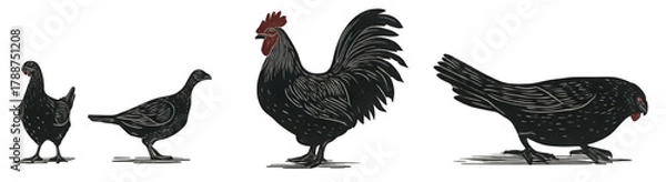 Fototapeta Collection of black chickens including a rooster and hens in various poses.