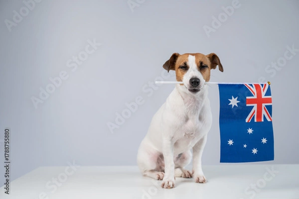 Obraz Jack Russell Terrier Dog Holding Australian Flag. 