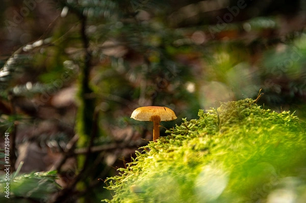 Obraz Champignon dans la forêt