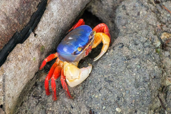Obraz Land crab with blue head and red legs in Manuel Antonio National Park, Costa Rica