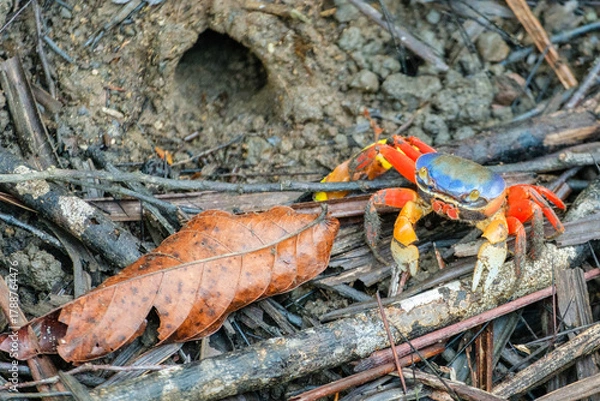 Obraz Land crab and its burrow in Manuel Antonio National Park, Costa Rica