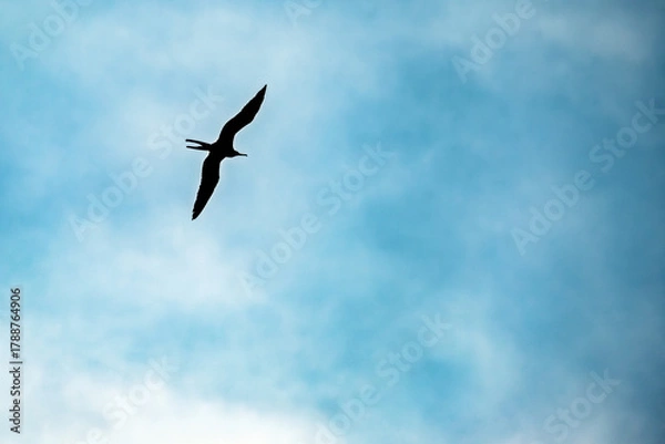 Obraz Flying bird silhouette on blue sky background with copy space