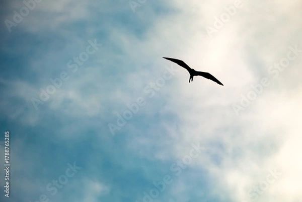 Obraz Flying bird silhouette on cloudy blue sky background with copy space