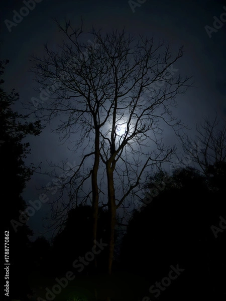 Obraz night sky with tree and moon
