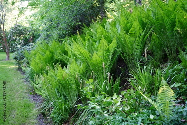 Fototapeta A lush clump of ostrich ferns (Matteuccia struthiopteris) growing in a shaded woodland garden.