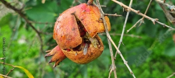 Fototapeta Rotten pomegranate with fly on tree – macro nature decay scene