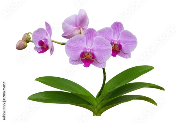 Obraz Isolated branch of phalaenopsis orchids with three open flowers and buds, tropical plant